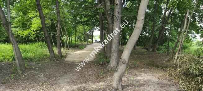 Piękna z Bukową Aleją wydane WZ 4 km od Sochaczewa