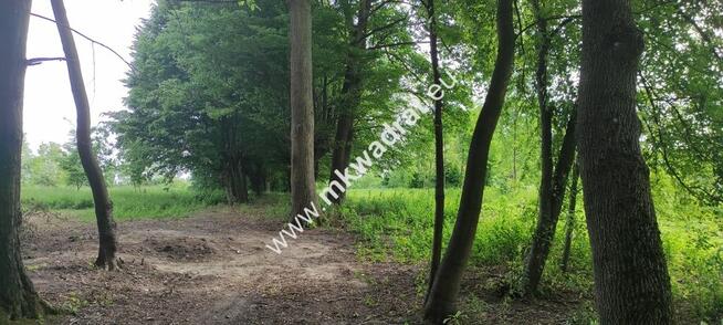 Piękna z Bukową Aleją wydane WZ 4 km od Sochaczewa