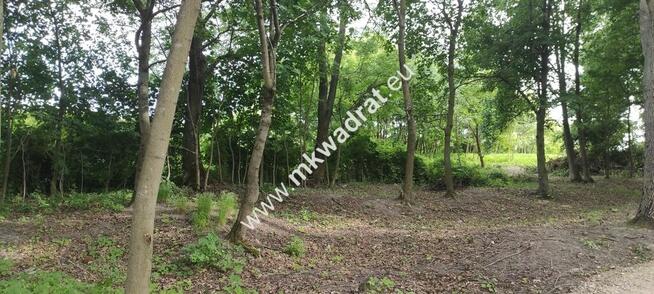 Piękna z Bukową Aleją wydane WZ 4 km od Sochaczewa