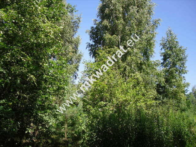 Działka budowlana w bliskim sąsiedztwie natury.