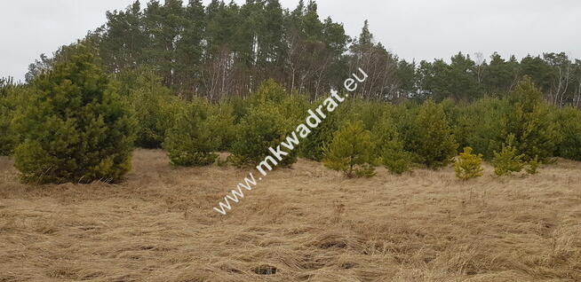 Działka z dojazdem od ulicy gminnej