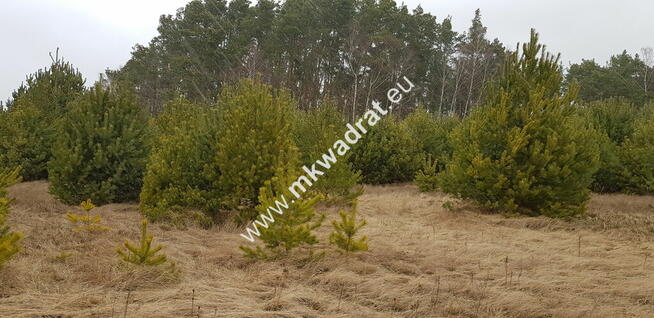 Działka z dojazdem od ulicy gminnej