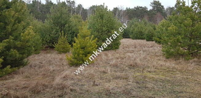 Działka z dojazdem od ulicy gminnej