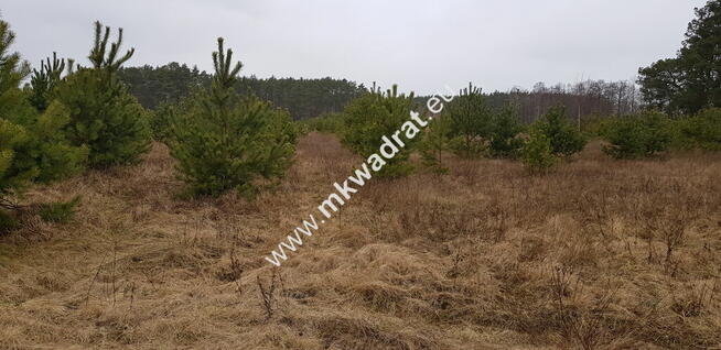 Działka z dojazdem od ulicy gminnej