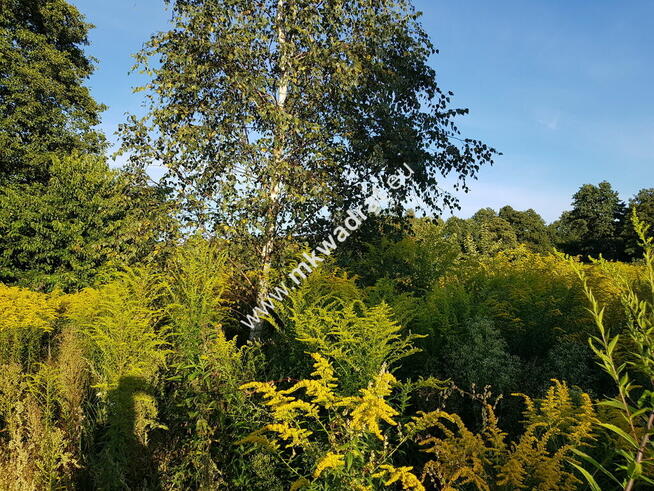 Milanówek | dom 2 lokalowy blisko WKD