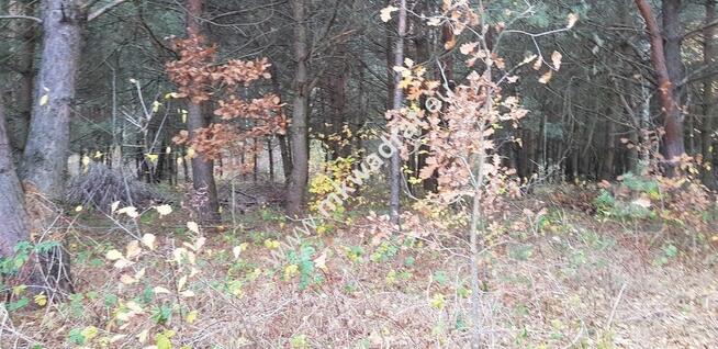 Malownicza działka siedliskowa 13.700m2