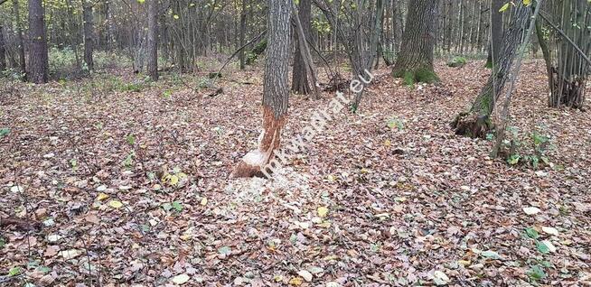 Malownicza działka siedliskowa 13.700m2