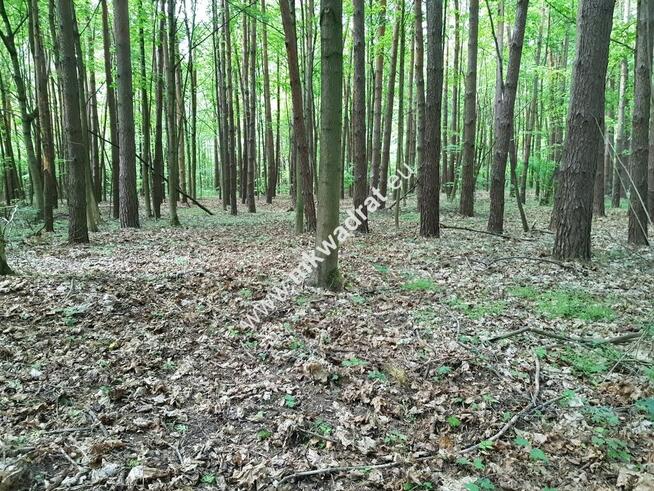 DZIAŁKI LEŚNE Z PRAWEM ZABUDOWY