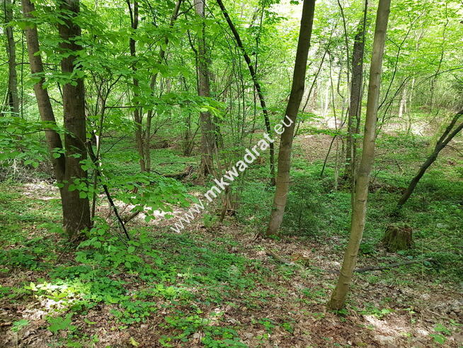 DZIAŁKI LEŚNE Z PRAWEM ZABUDOWY