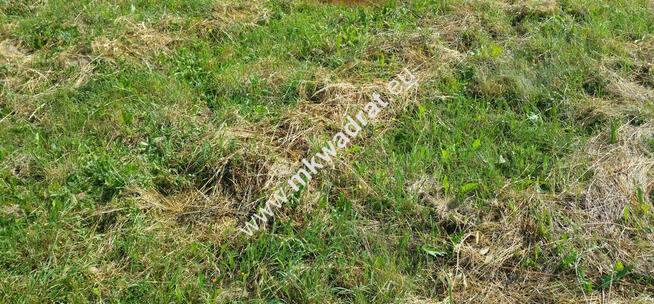 Ogrodzona, wszystkie media.