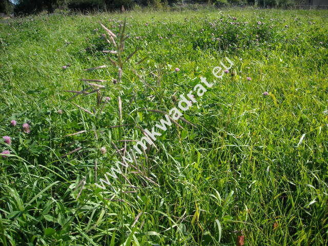 Piękna działka w m. Budki Piaseckie k/Teresina.