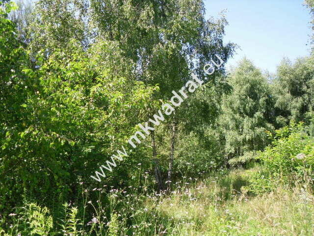 Działka budowlana w malowniczym Żółwinie