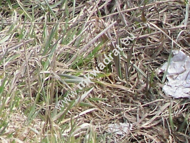 Zachwycająca działka w Żelazowej Woli