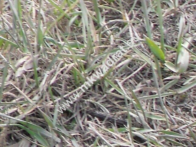 Zachwycająca działka w Żelazowej Woli