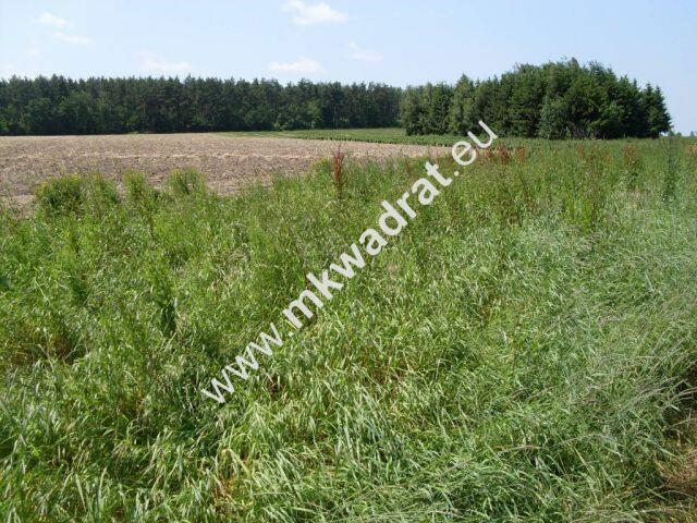 Ciekawa oferta warta uwagi!