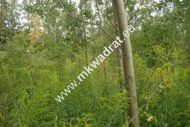 Działka Pęcice małe