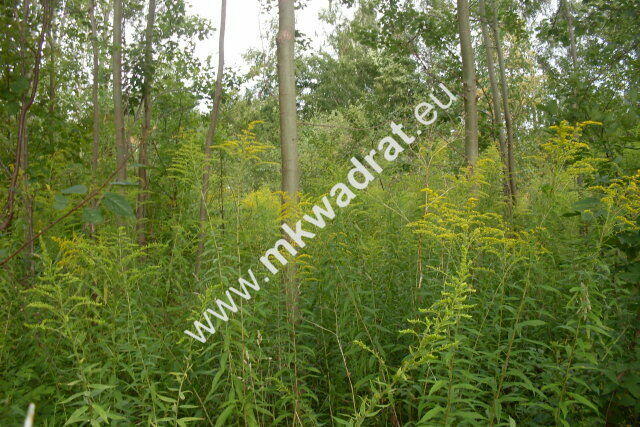 Działka Pęcice małe