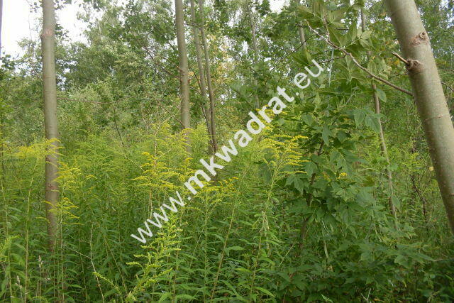 Działka Pęcice małe