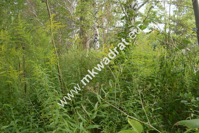 Działka Pęcice małe