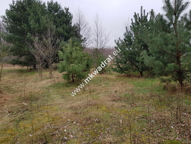 Piękna | mega cena | MPZP 30% | Sucha | zieleń LUX