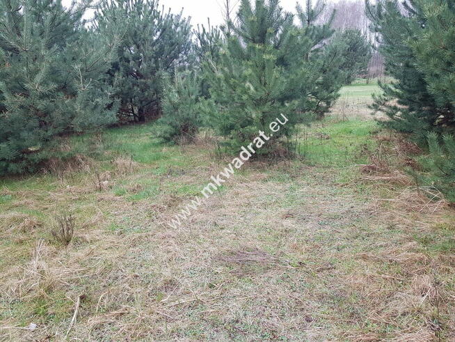 Piękna | mega cena | MPZP 30% | Sucha | zieleń LUX