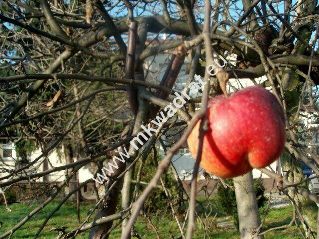 Dom parterowy+poddasze dla firmy lub rodziny