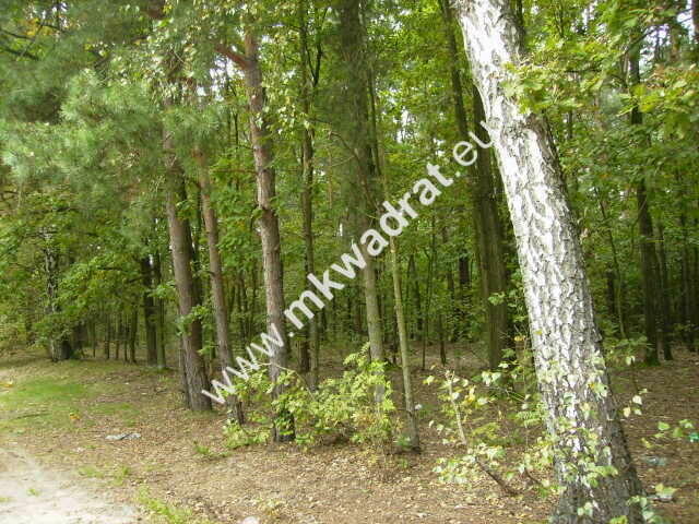 piękna działka w lesie