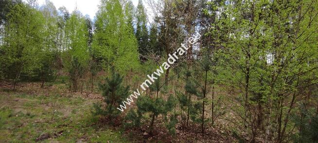 Piękna działka otoczona lasem, Czarny las 2497m2