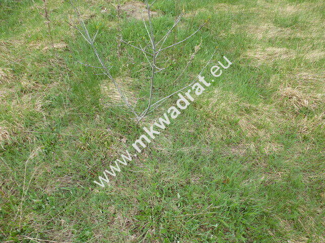 działka pod dom 2-lokalowy