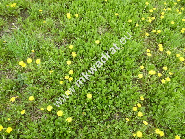 działka pod dom 2-lokalowy