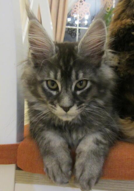 Maine Coon - kocięta z legalnej hodowli FPL, od lek. wet.