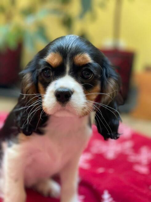 Cavalier king charles spaniel