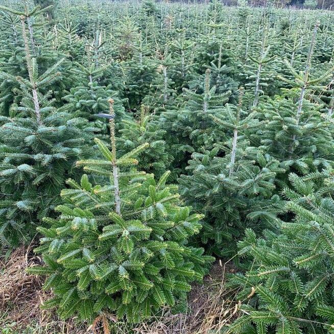 SADZENIE Drzew Klon , platan ,lipa , brzoza , świerk , jodła