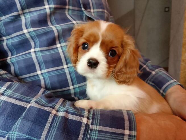 Cavalier king charles spaniel