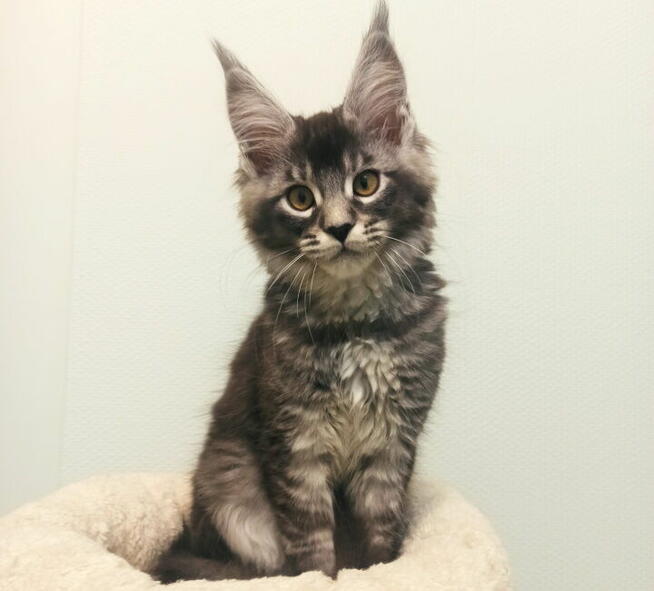 Maine Coon - kocięta z legalnej hodowli FPL, od lek. wet.