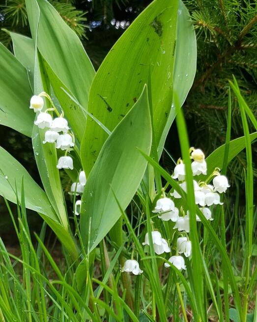 Wielkanoc w Górach - Lasówka www.dzikakonwalia.pl