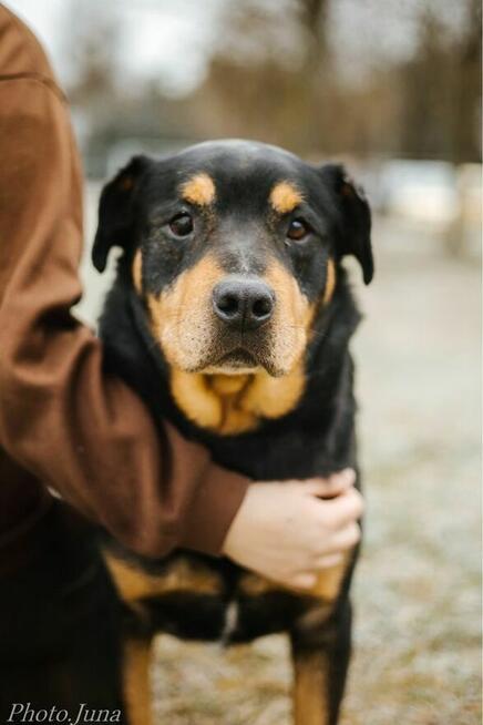 Bandzior-pies w tylie rottwailera do adopcji