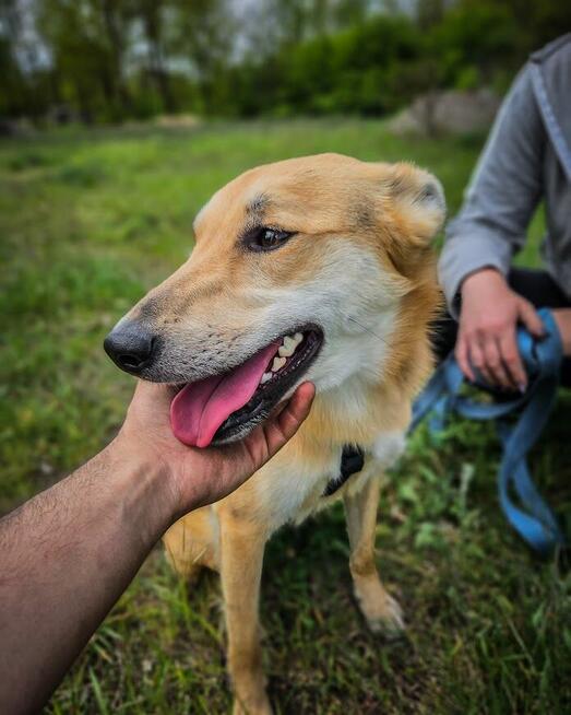 Jerry - od szczeniaka w schronisku, nigdy nie miał domu!