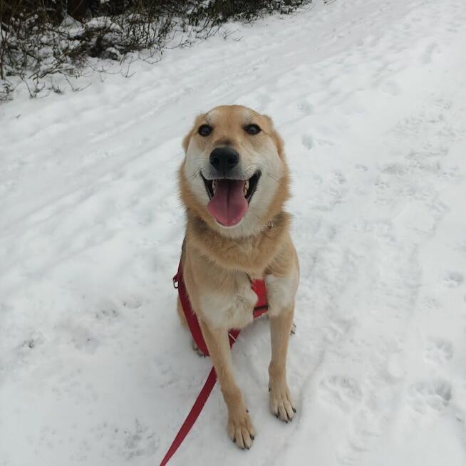 Jerry - od szczeniaka w schronisku, nigdy nie miał domu!