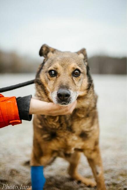 Diesel -nieśmiały staruszek czeka na cierpliwy dom
