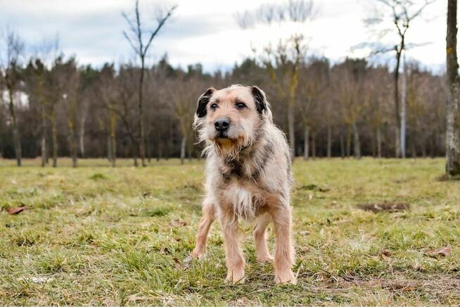 Egir-szorstki strszy psiak czeka na wymarzony do -adopcja