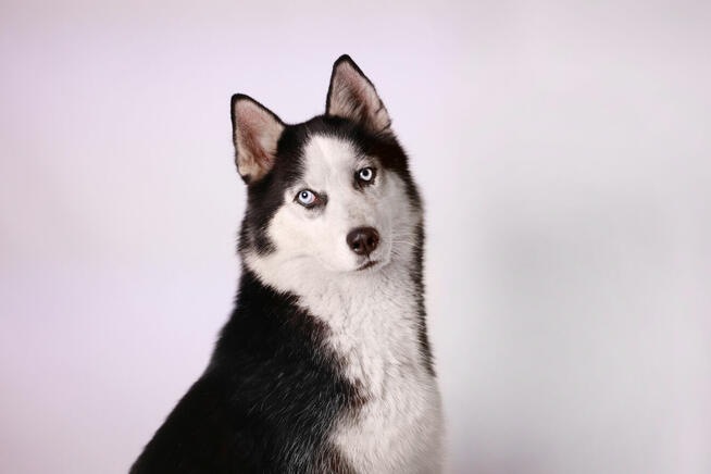 Siberian Husky - Szczeniaki rodowodowe