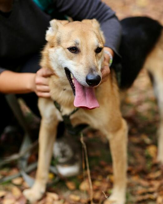 Jerry - od szczeniaka w schronisku, nigdy nie miał domu!