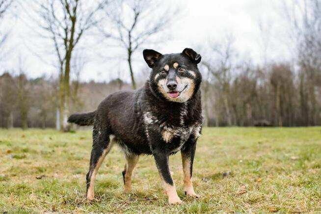 Zygmunt- niewidzialny cudowny staruszek szuka domu - adopcja