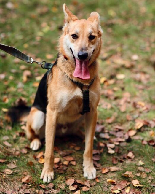 Jerry - od szczeniaka w schronisku, nigdy nie miał domu!