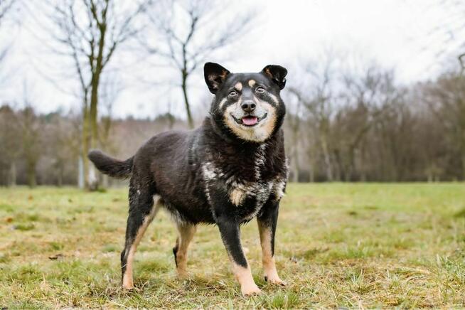 Zygmunt- niewidzialny cudowny staruszek szuka domu - adopcja
