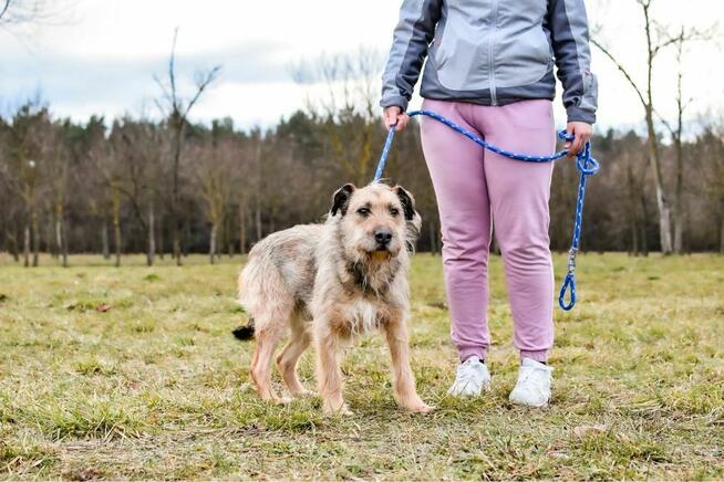Egir-szorstki strszy psiak czeka na wymarzony do -adopcja