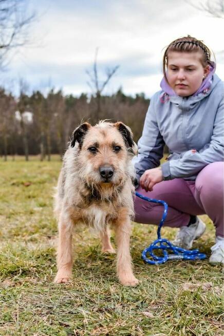 Egir-szorstki strszy psiak czeka na wymarzony do -adopcja