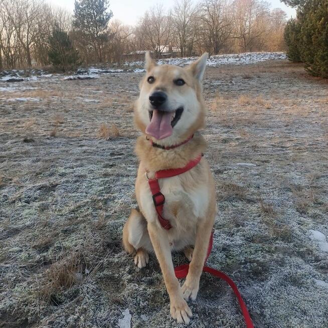 Jerry - od szczeniaka w schronisku, nigdy nie miał domu!