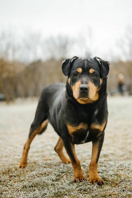 Bandzior-pies w tylie rottwailera do adopcji